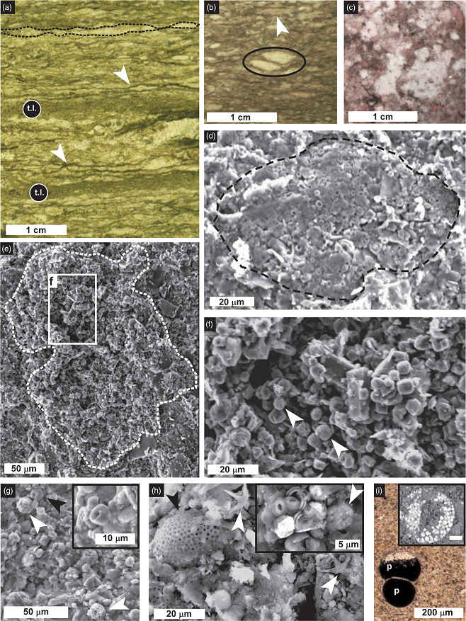 dolomite batteriologica